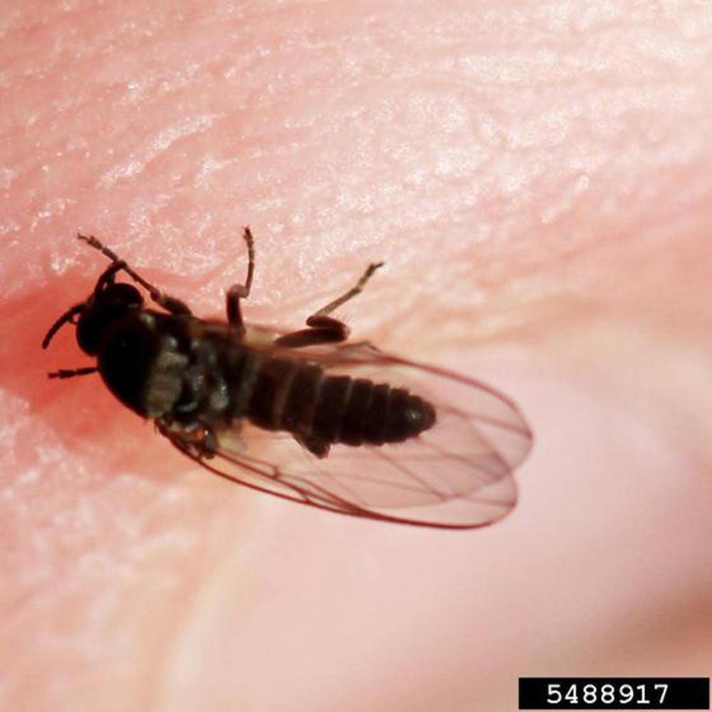 black-fly-biting