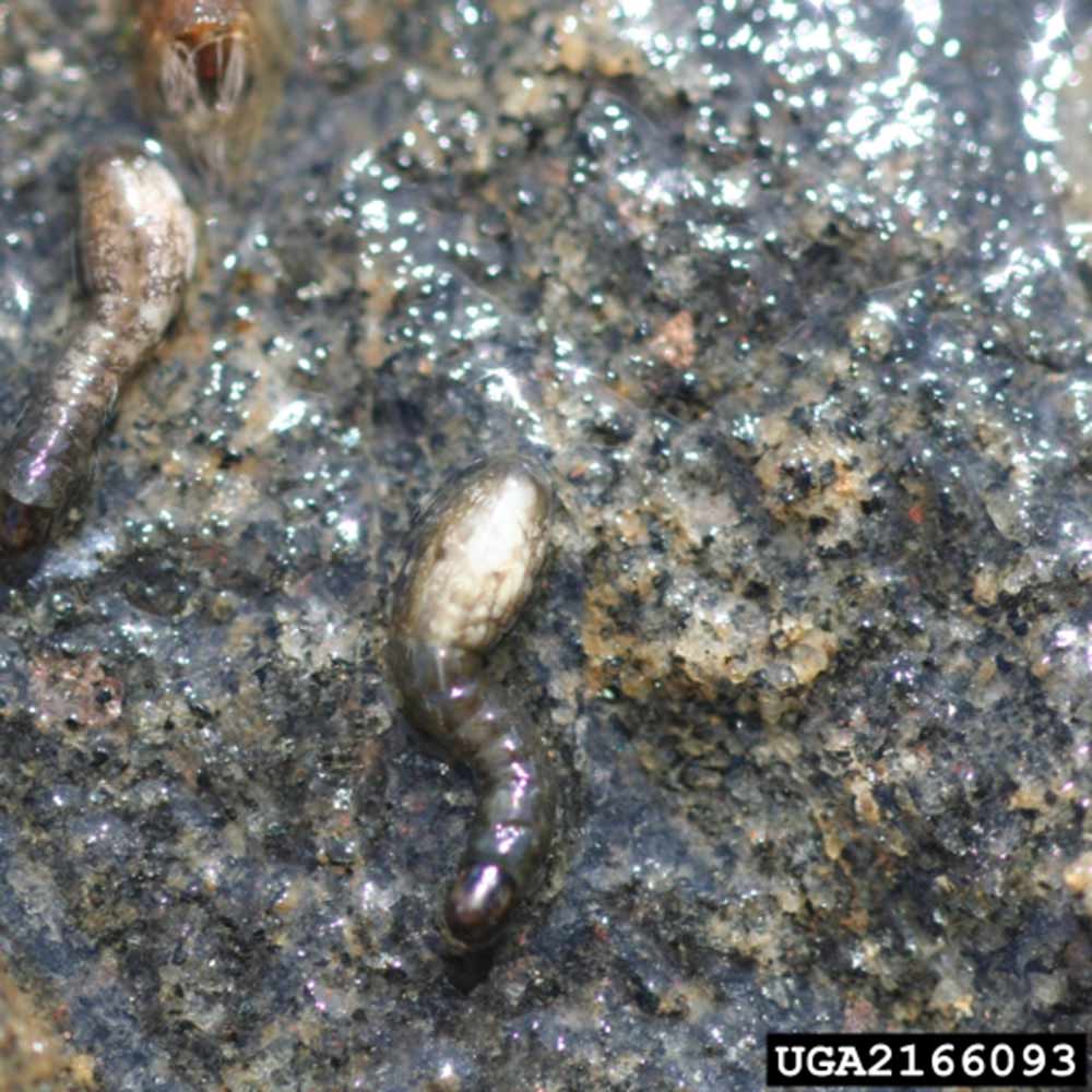 black-fly-larvae