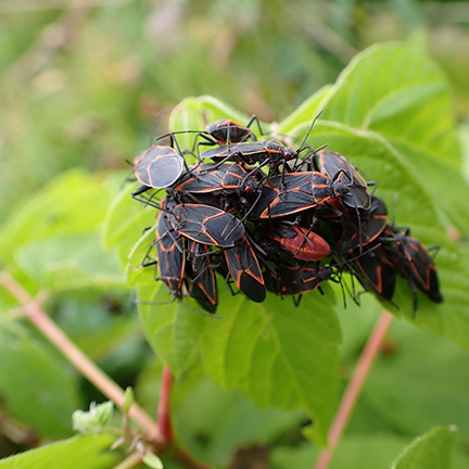 boxelder-bug-cluster-on-leaf