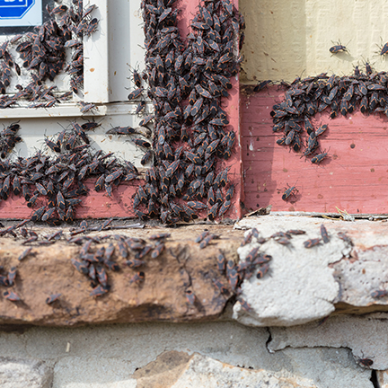 boxelder-bug-infestation