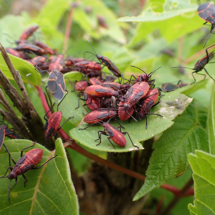 boxelder-bug-nymphs