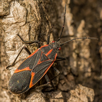 boxelder bug on tree trunk