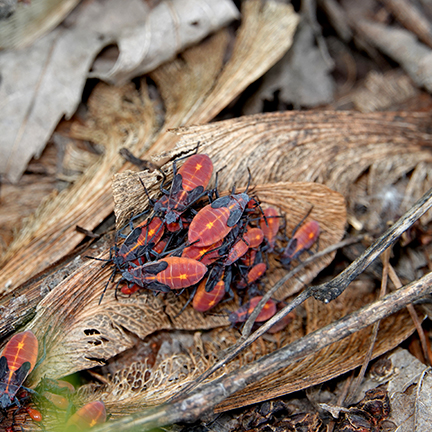 boxelder-bugs-on-maple