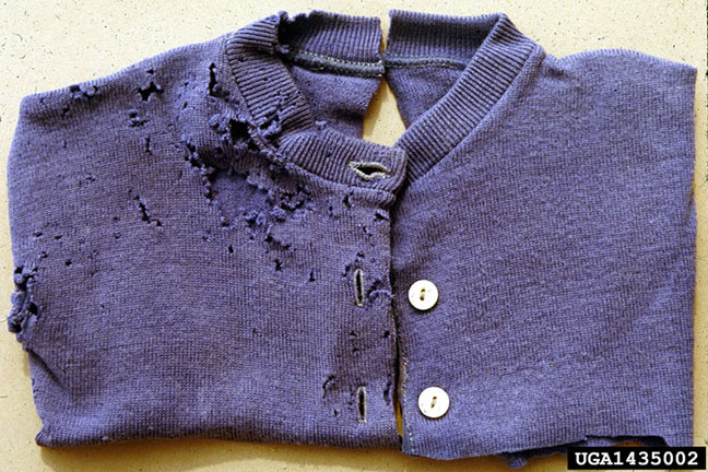 black-carpet-beetle-damage