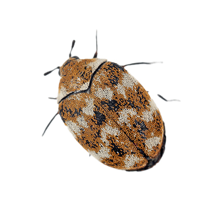 carpet beetle