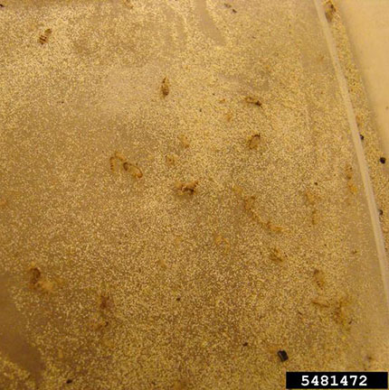 carpet-beetle-infestation