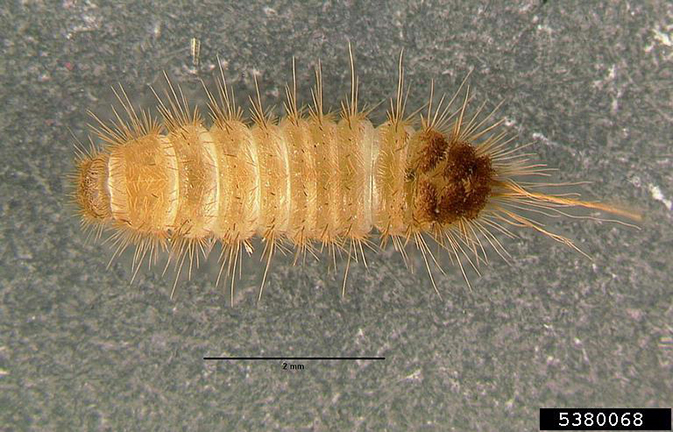 carpet-beetle-larvae