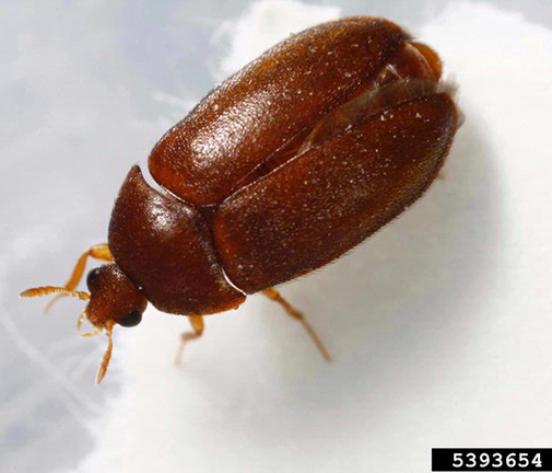 mature-adult-carpet-beetle