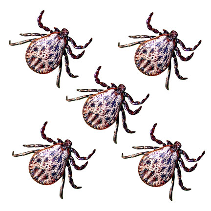 chiggers