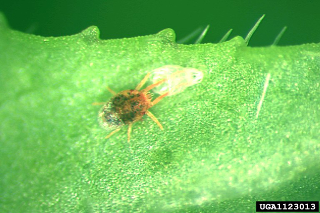 adult clover mite close-up
