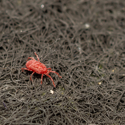 adult clover mite