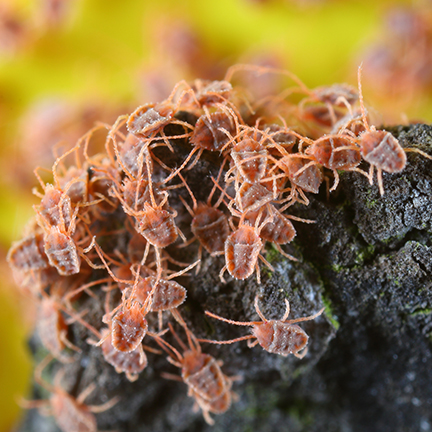 clover mite infestation close-up