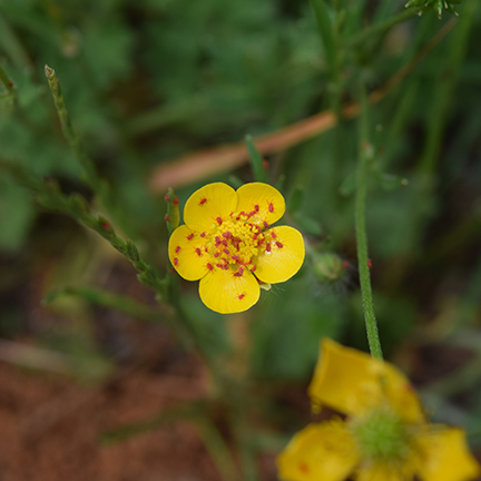clover mite infestation