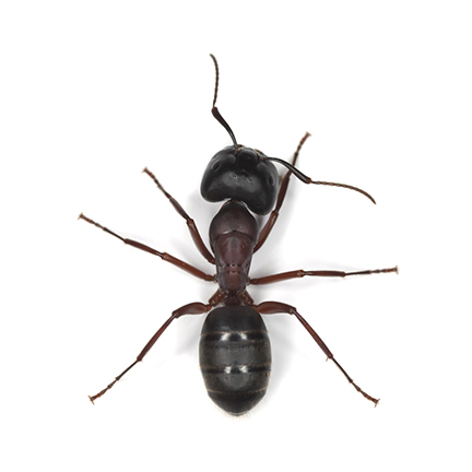 ants