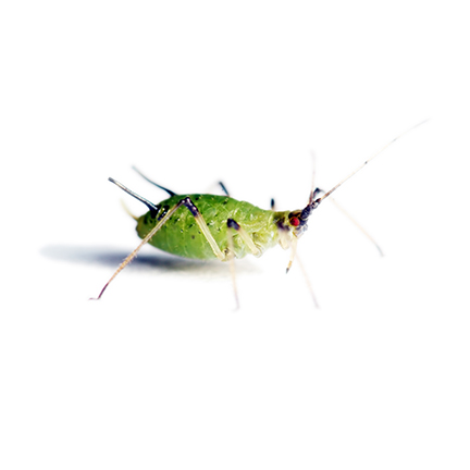 aphids
