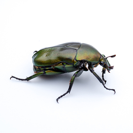beetles