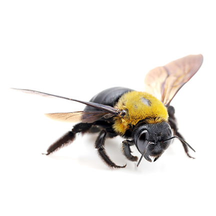 carpenter-bees