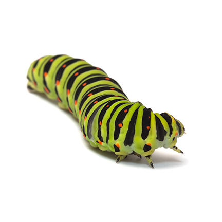Caterpillars Caterpillars