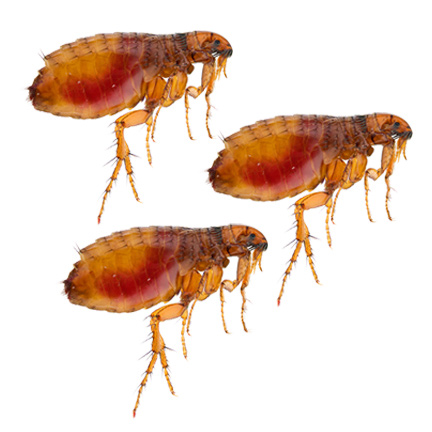 fleas