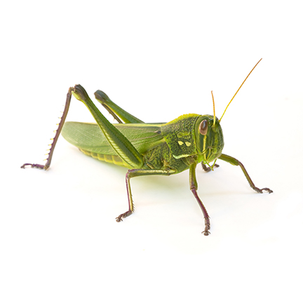 grasshoppers