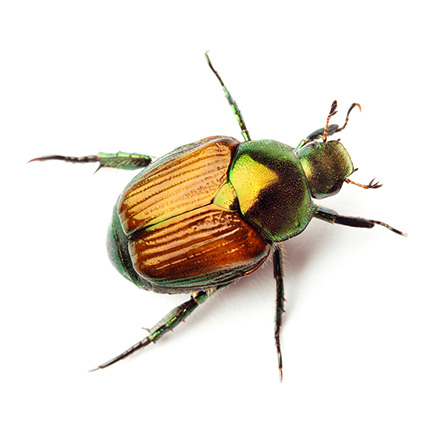 japanese beetle