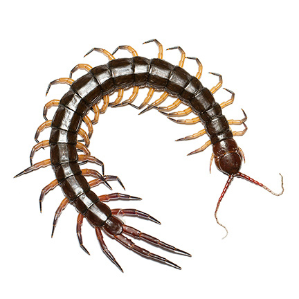millipede