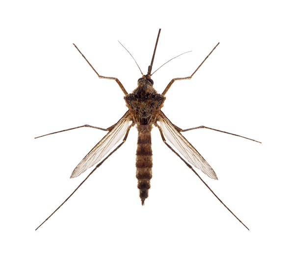 White mosquito outlet