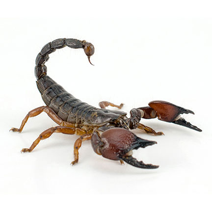 scorpion