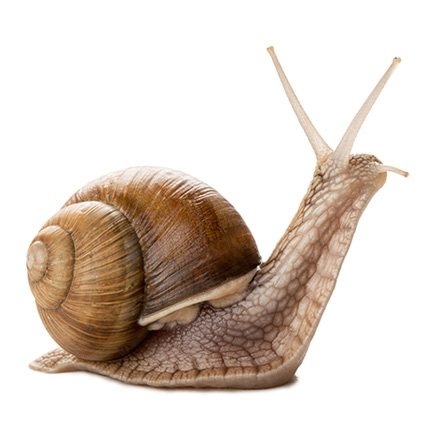 slug