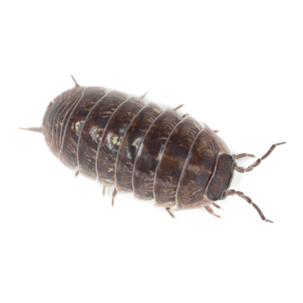 sowbug
