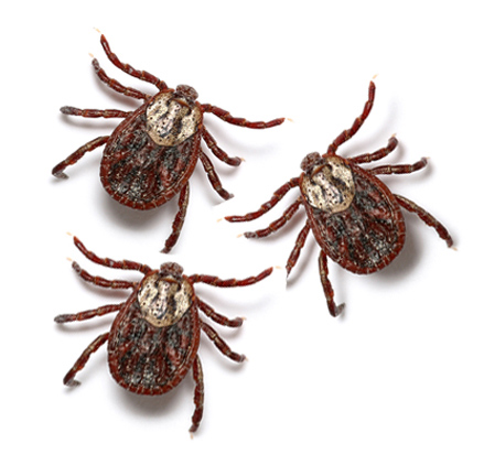 ticks
