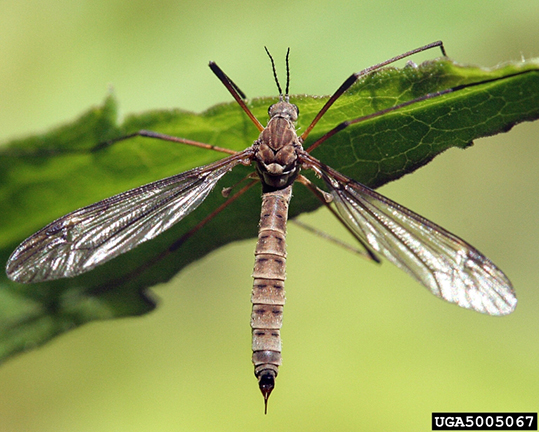 adult crane fly