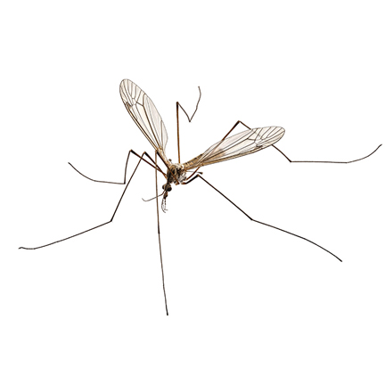 crane fly