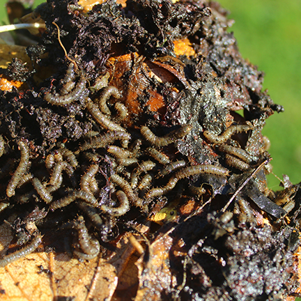crane fly larvae infestation