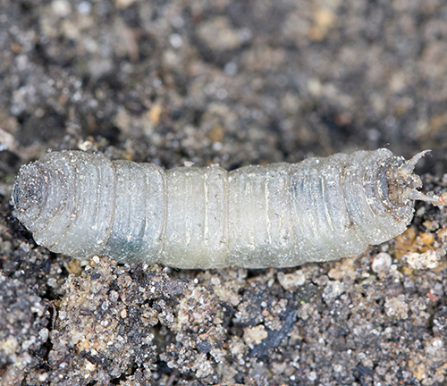 crane fly larvae