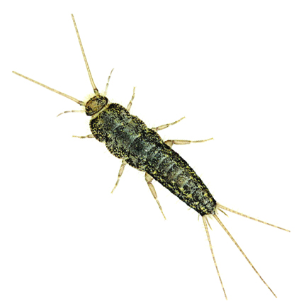 firebrat