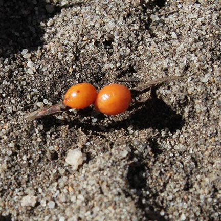 close up of two ground pearls