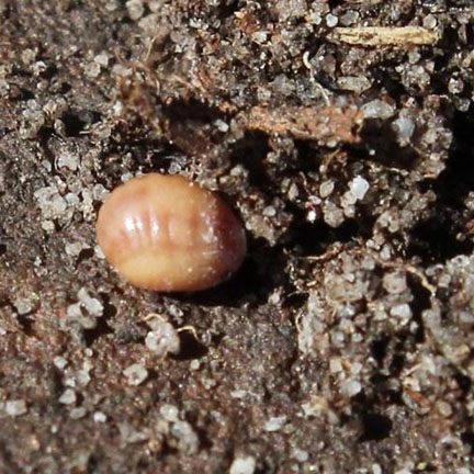 close up single ground pearl