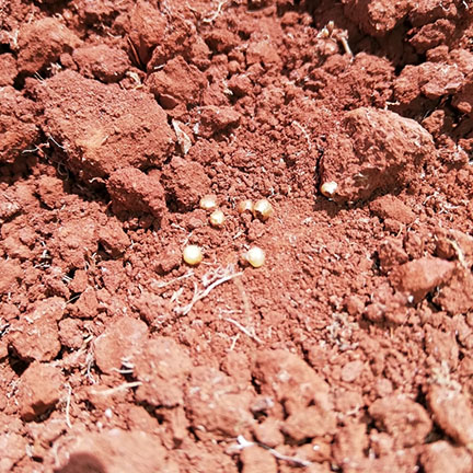 ground pearl infestation