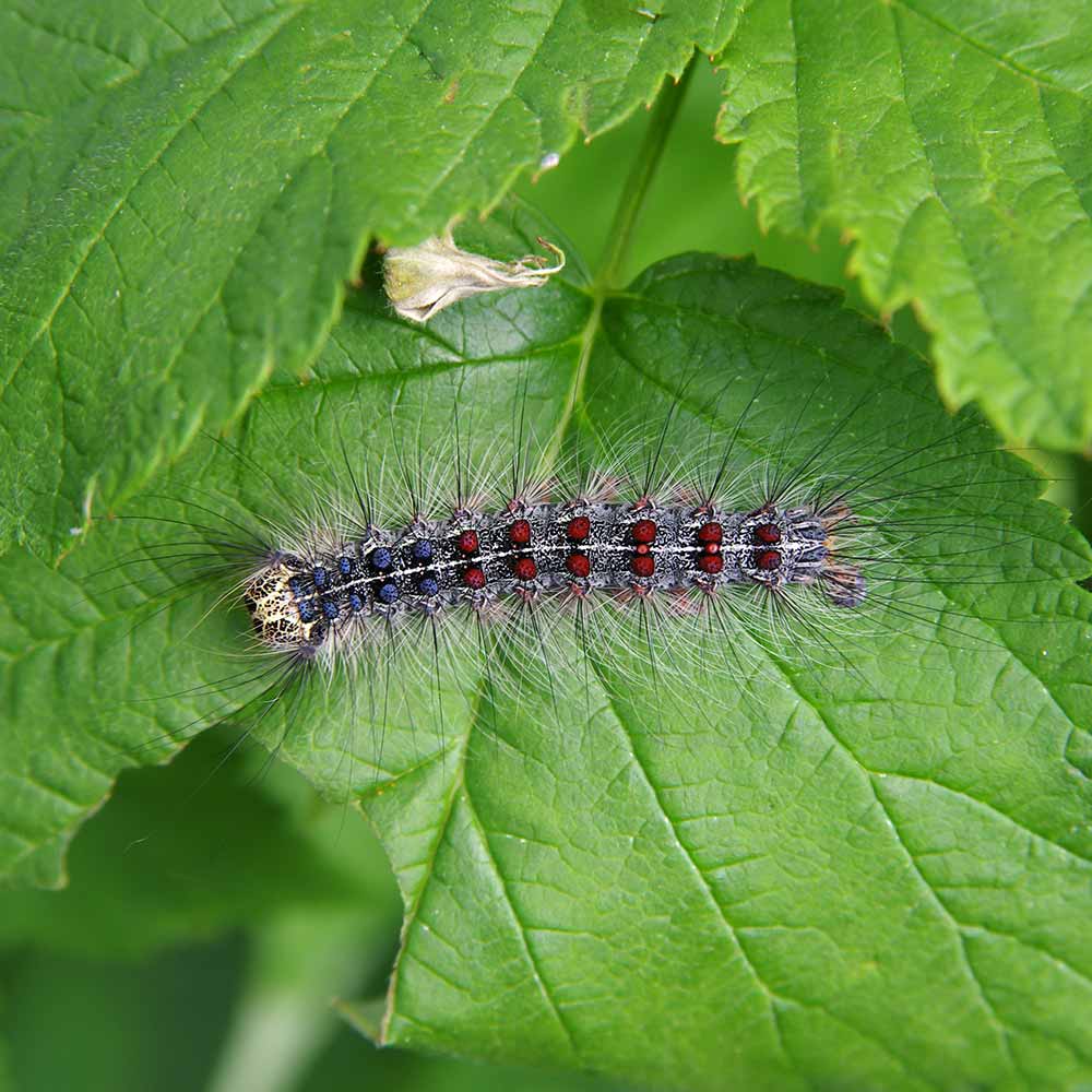 gypsy-moth-closeup