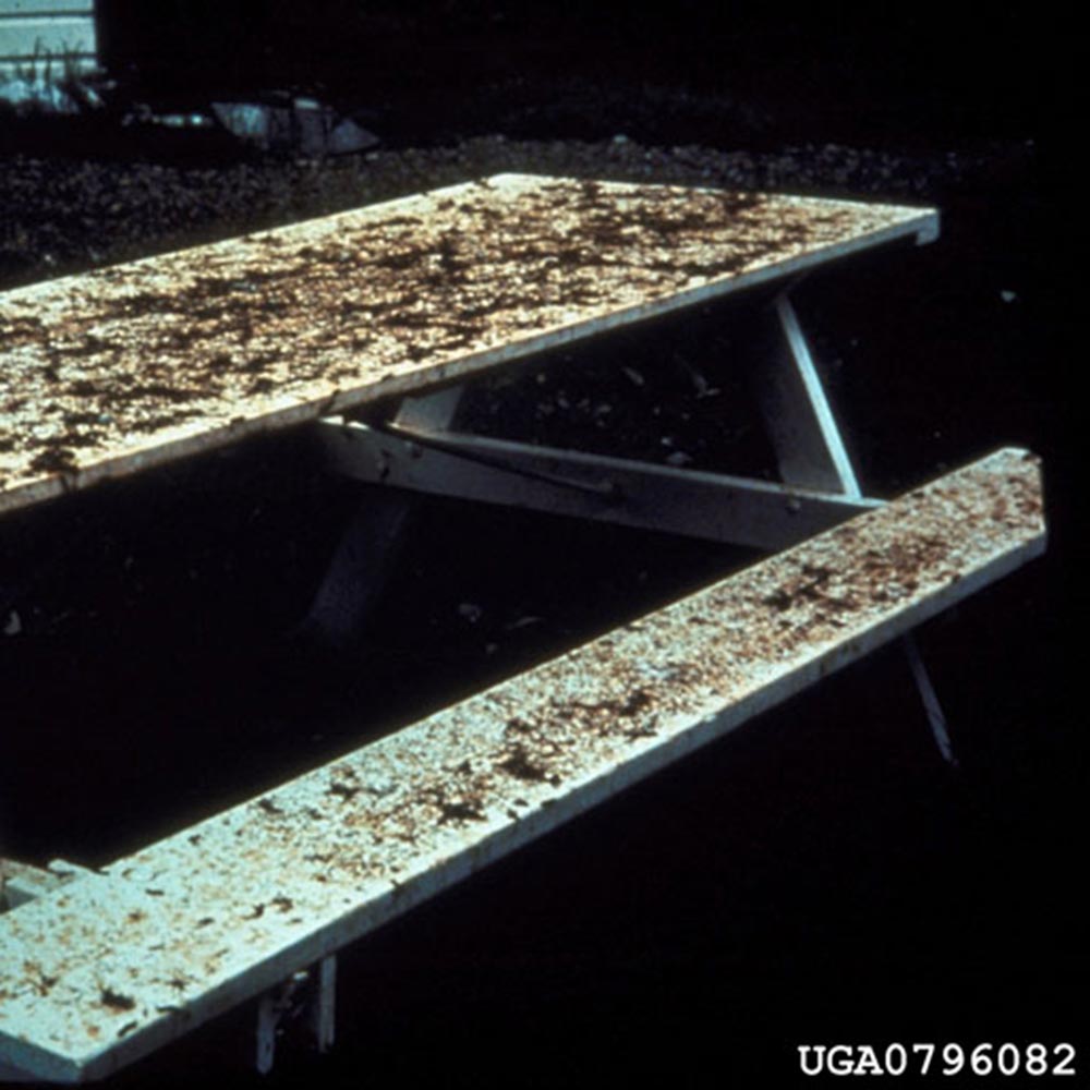 gypsy-moth-droppings