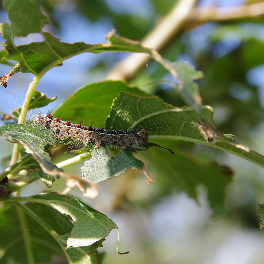 gypsy-moth-damage
