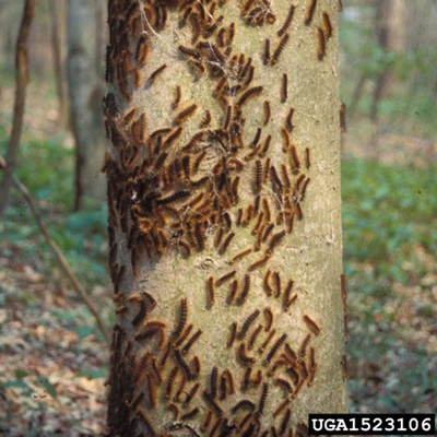 gypsy-moth-infestation
