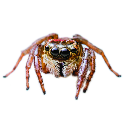 Jumping Spider Control: Effective Methods to Eliminate and Prevent – Aptive  Environmental