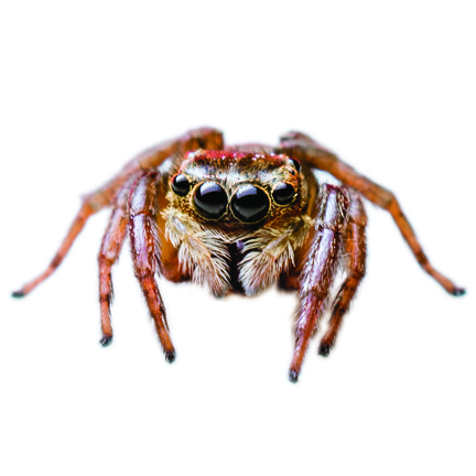 Jumping Spider