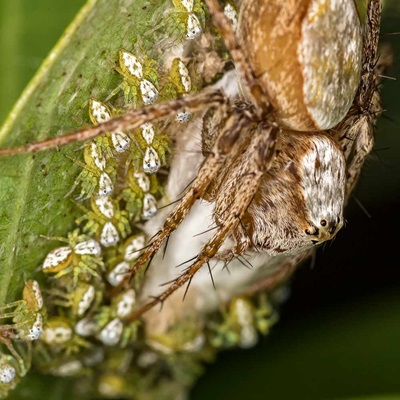 Jumping Spider