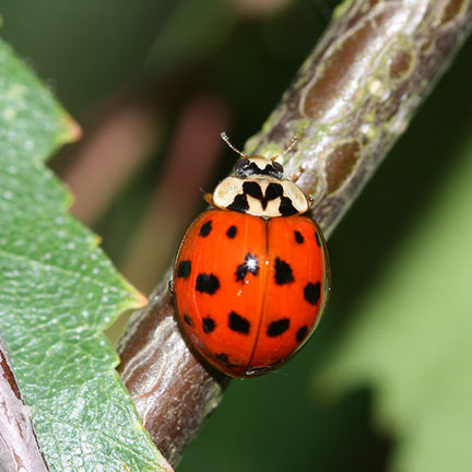 close up of asian lady beetle
