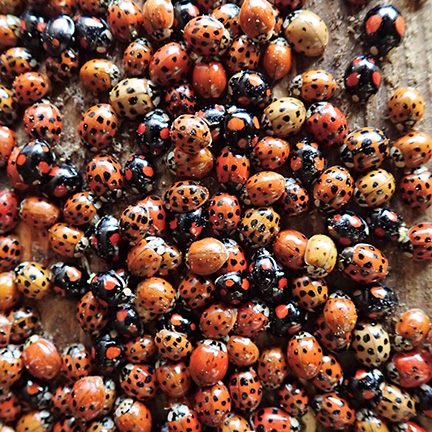 lady beetle infestation