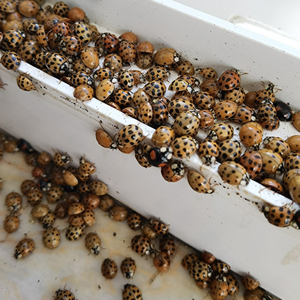 lady beetle infestation indoors window sill