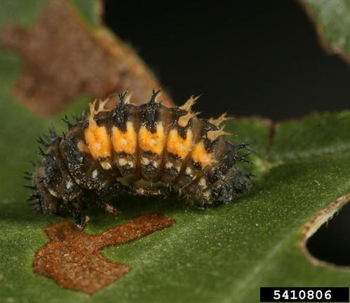 lady beetle larvae
